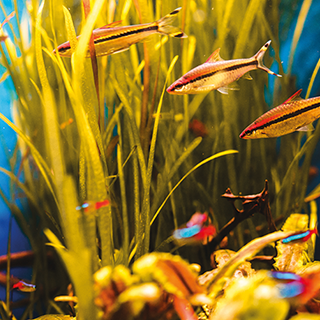Pond & Aquarium